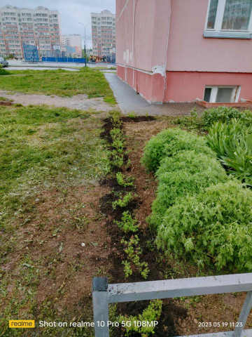 Посадка декоративных кустарников